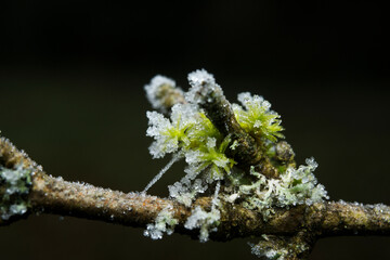 Frost on a leaf and branches