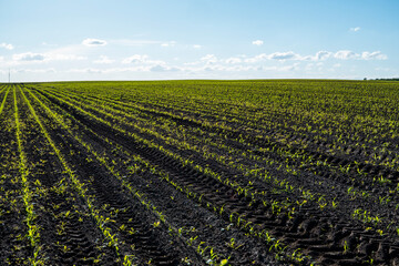 Fototapeta na wymiar Rural landscape with green corn field in the sunset. Rows of corn field in in springtime.