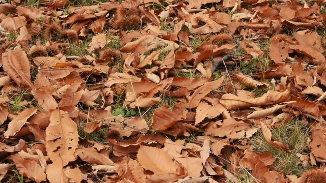 Fall of the golden autumn leaves in the chestnut forest