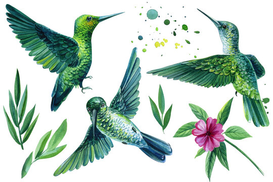 Set of tropical birds and flower on an isolated white background, watercolor illustration. hummingbird
