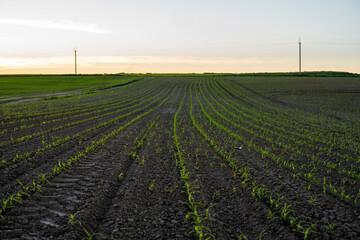 Rows of young corn plants growing on a vast field with dark fertile soil leading to the horizon....