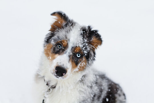 Beautiful juvenile male Blue Merle Australian Shepherd puppy with head tilted sitting in the snow. Selective focus with blurred background.