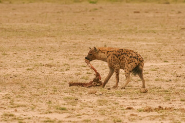 Naklejka na ściany i meble Hyène Tachetée Crocuta crocuta Afrique Kenya