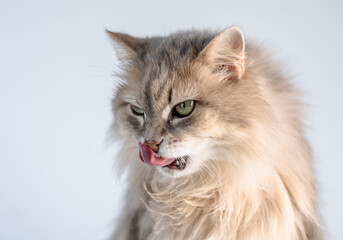Naklejka na ściany i meble Cute fluffy cat licking nose with pink tongue