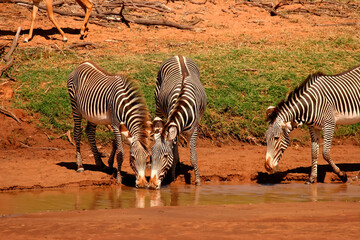 Fototapeta na wymiar Zèbre de Grevy boivent en groupe Equus grevyi Afrique Samburu Kenya