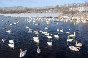 Whooper swans floating in  lake in winter, Lake Svetloye, Altai Territory, Russia
