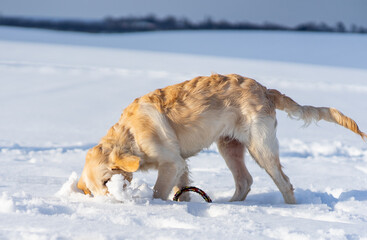 Fototapeta na wymiar Funny retriever dog digging sparkling white snow in winter
