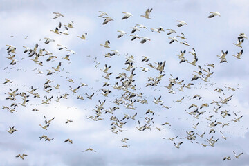 A flock of migrating snow geese heading north in autumn in Canada