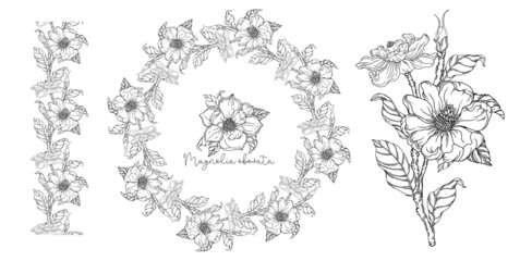 White magnolia. Vector illustration. Botanical illustration.