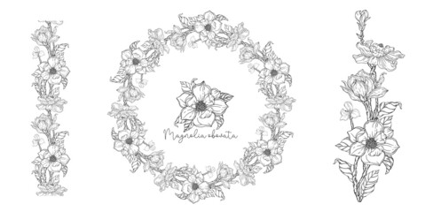 White magnolia. Vector illustration. Botanical illustration.