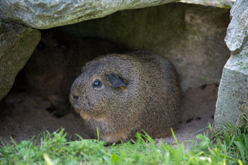 Meerschweinchen draußen