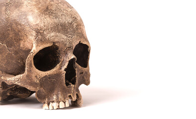 Human skull on isolated white background