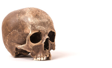 Human skull on isolated white background