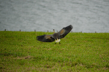 whistling heron landing