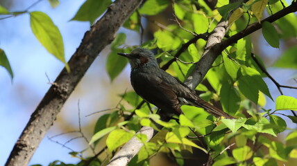 ツンツンの頭が可愛いヒヨドリ