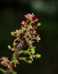 purple mombin flowers and fruits