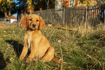cute crossbreed dog abandoned puppy in the village