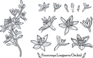 Fourcroya Longaeva Orchid. Graphic flowers Graphic. Vector flowers.