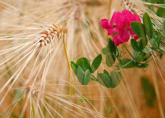 flower in the grainfield