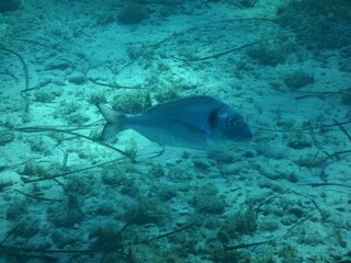 Fototapeta premium orata