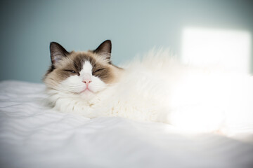 Young beautiful purebred Ragdoll cat at home