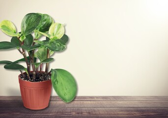 small green house plant on the wooden desk