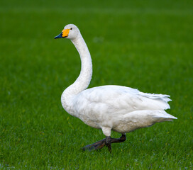 White swan close-up