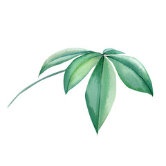 Tropical leaves watercolor illustration. Green plant