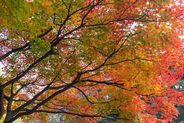 autumn leaves in the forest