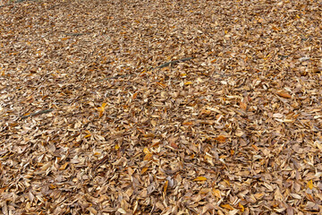 fallen leaves in autumn