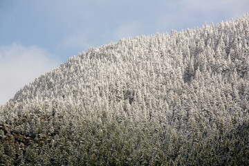 snow flower on the mountain