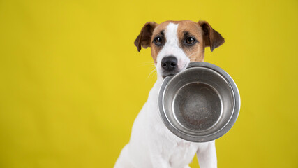 Hungry jack russell terrier holding an empty bowl on a yellow background. The dog asks for food.