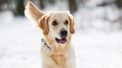 Golden retriever dog with beautiful cute eyes looking at the camera isolated on blurred white winter background. Closeup portrait of doggy outdoor