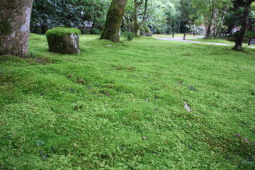 Obraz premium ジョブスの愛した苔寺