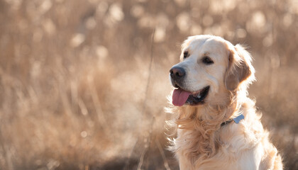 Closeup portrait of golden retriever dog sitting outdoors and looking back in early spring time in...