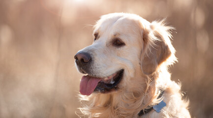 Closeup portrait of golden retriever dog sitting outdoors with mouth opened in early spring time with blurred background. Cute doggy pet labrador at the nature
