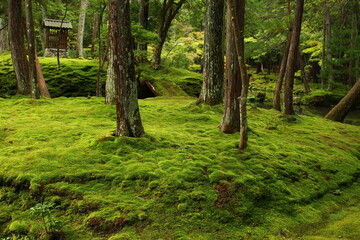 ジョブズの愛した苔寺