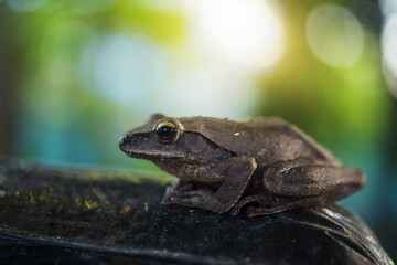 A tree frog perched on a tree beautifully in the morning.