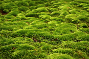 ジョブズの愛した苔寺