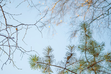 Branches of a young pine tree with needles against the background of tree trunks and the sky. Landscape in the autumn forest.