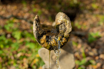 Natural spring flowing from a cut tree trunk. Autumn landscape with refreshing natural water.