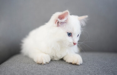 Lovely fluffy ragdoll cat lying on the grey sofa and looking down with beautiful blue eyes. White furry purebred feline pet resting indoor
