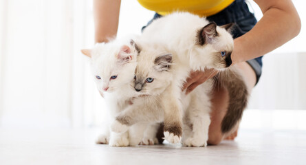 Owner girl holding with her hands three adorable white ragdoll cats on white background. Lovely...