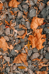 autumn leaves background