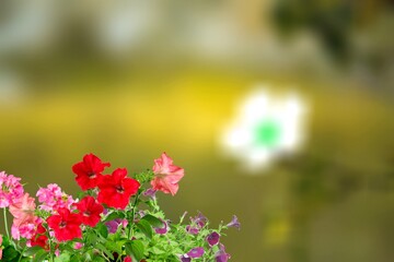 Summer landscape. Fresh flowers floral background.
