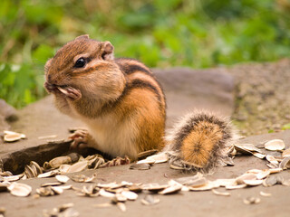 ひまわりの種をほおばるリス