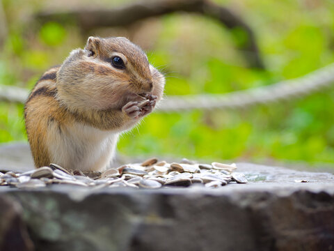 頬袋 Images Browse 184 Stock Photos Vectors And Video Adobe Stock