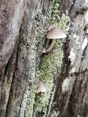 Setas en &aacute;rbol, textura en el bosque