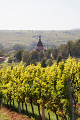Fototapeta na wymiar Church over vineyards in late summer