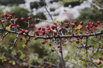 Rosehip